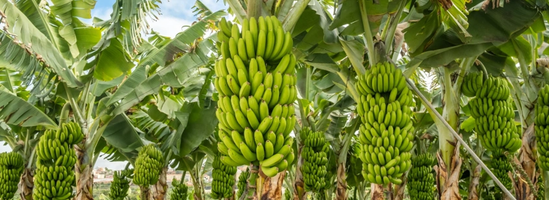 مزارع الموز